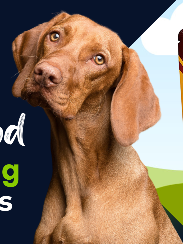Pet Food Pouch Packaging Design Template